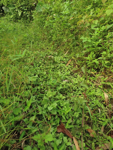 Image of Big-Leaved Marshweed (Limnophila rugosa) by (c) chiuluan, some rights reserved (CC BY)