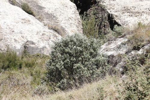Buddleja loricata, photograph 2