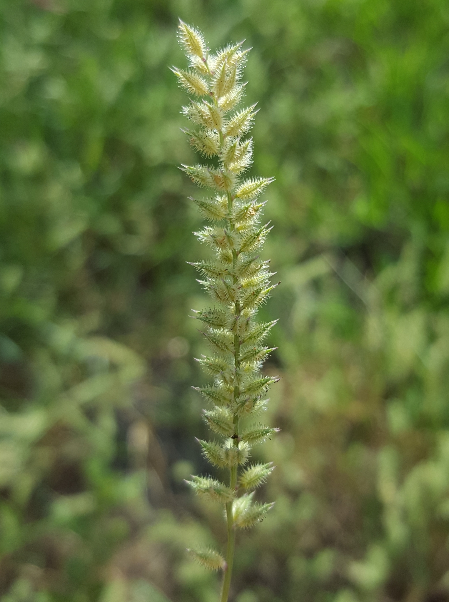 (c) François Rousseu, certains droits réservés (CC BY-NC) https://www.inaturalist.org/observations/156425848