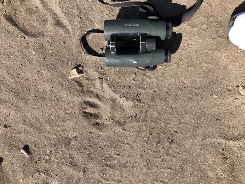 Domestic Dog photographed in Oregon