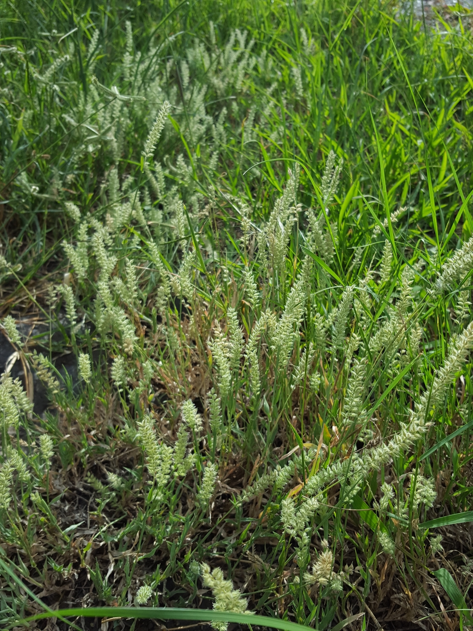 (c) François Rousseu, certains droits réservés (CC BY-NC) https://www.inaturalist.org/observations/156425848