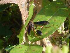 Isodontia exornata