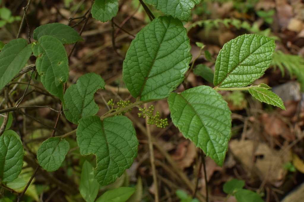 Vitis hancockii (Vitis hancockii)