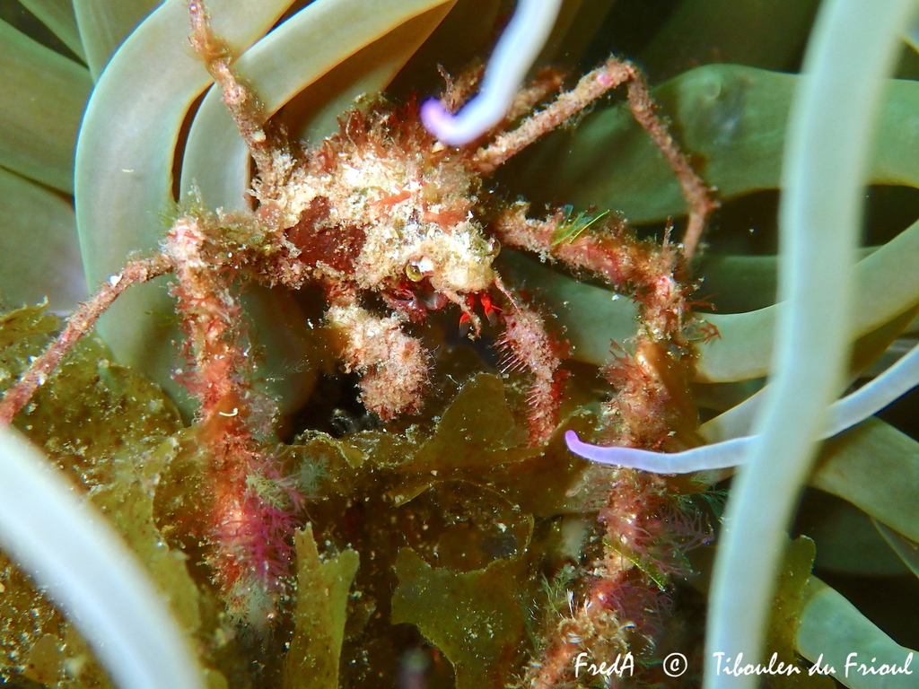 Leach's spider crab, photo 1 of 10