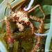 Leach's Spider Crab - Photo (c) Frédéric ANDRE, some rights reserved (CC BY-NC), uploaded by Frédéric ANDRE