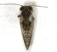 Acizzia acaciae