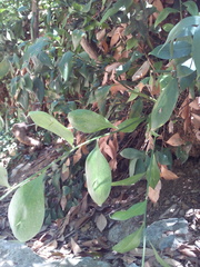 Ruscus