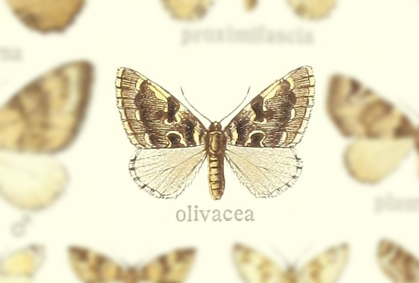 Gagitodes olivacea