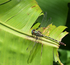 Erpetogomphus
