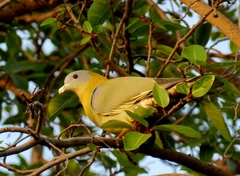 Treron phoenicopterus
