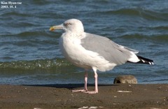 Larus argentatus mongolicus