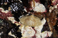 Cryptolithodes sitchensis