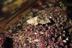 Cryptolithodes sitchensis