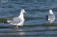 Larus argentatus mongolicus