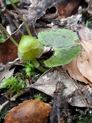 Corybas walliae