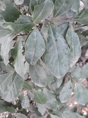 Laurus