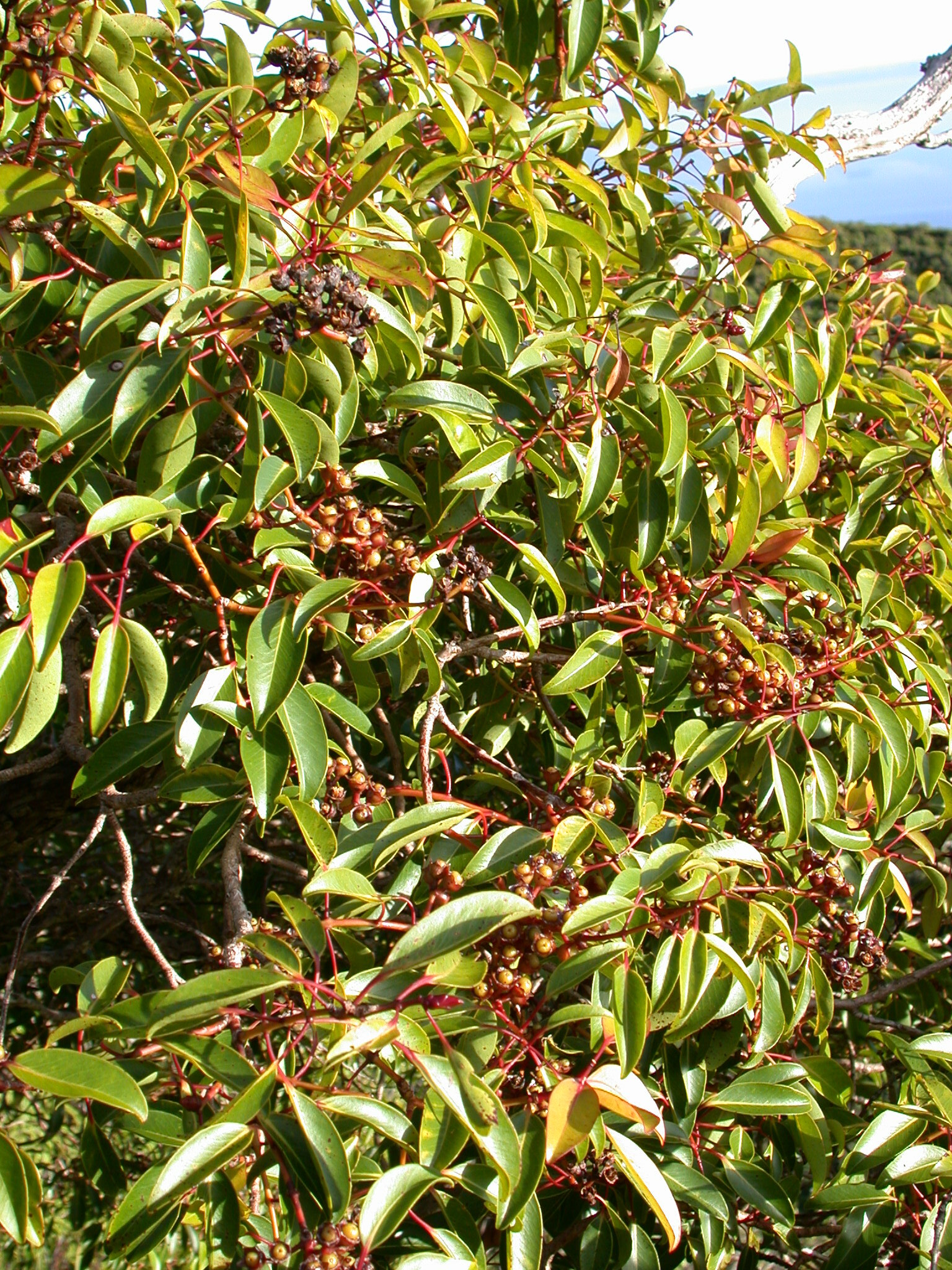 Metrosideros waialealae var. fauriei