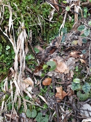 Corybas walliae