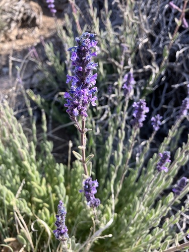 Nepeta image