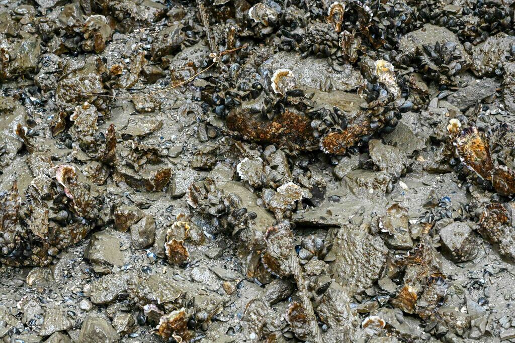 Pacific Oyster from Granville Island, Vancouver, BC, Canada on April 23
