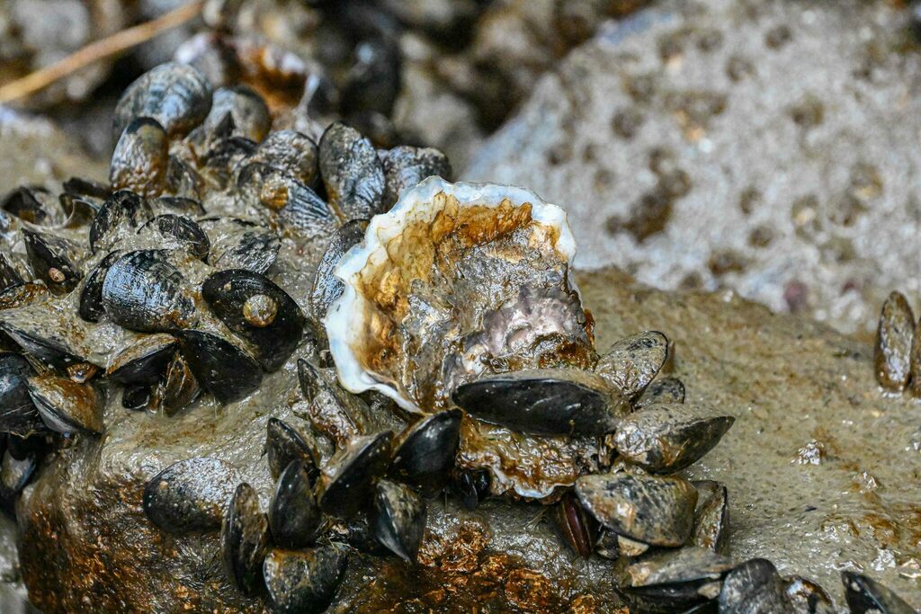 Pacific Oyster from Granville Island, Vancouver, BC, Canada on April 23