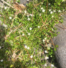 Epilobium nerteroides