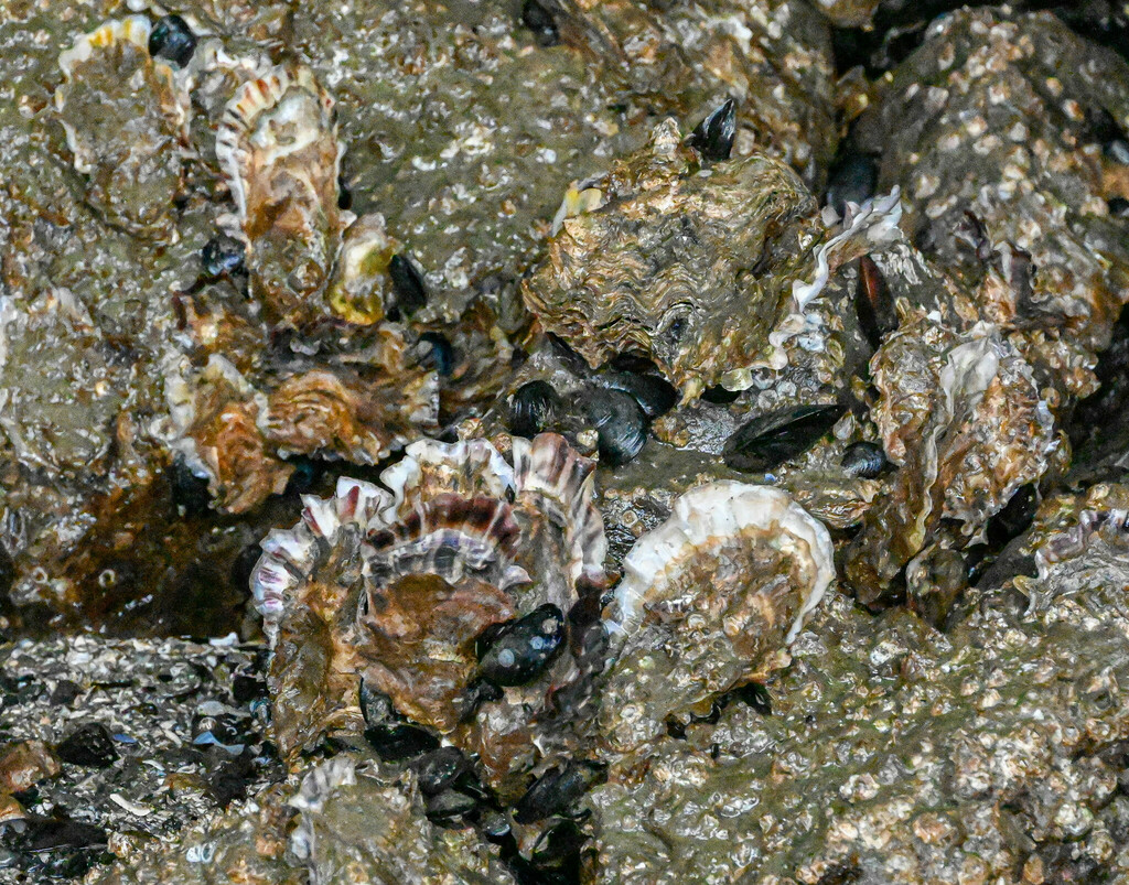 Pacific Oyster from Granville Island, Vancouver, BC, Canada on April 23