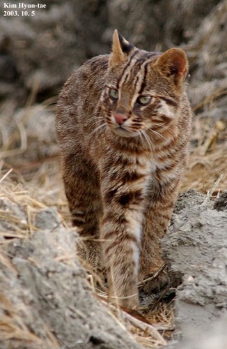 Amur Leopard Cat photographed in South Korea