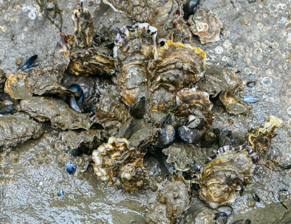 Pacific Oyster from Granville Island, Vancouver, BC, Canada on April 23