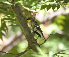 Setophaga coronata