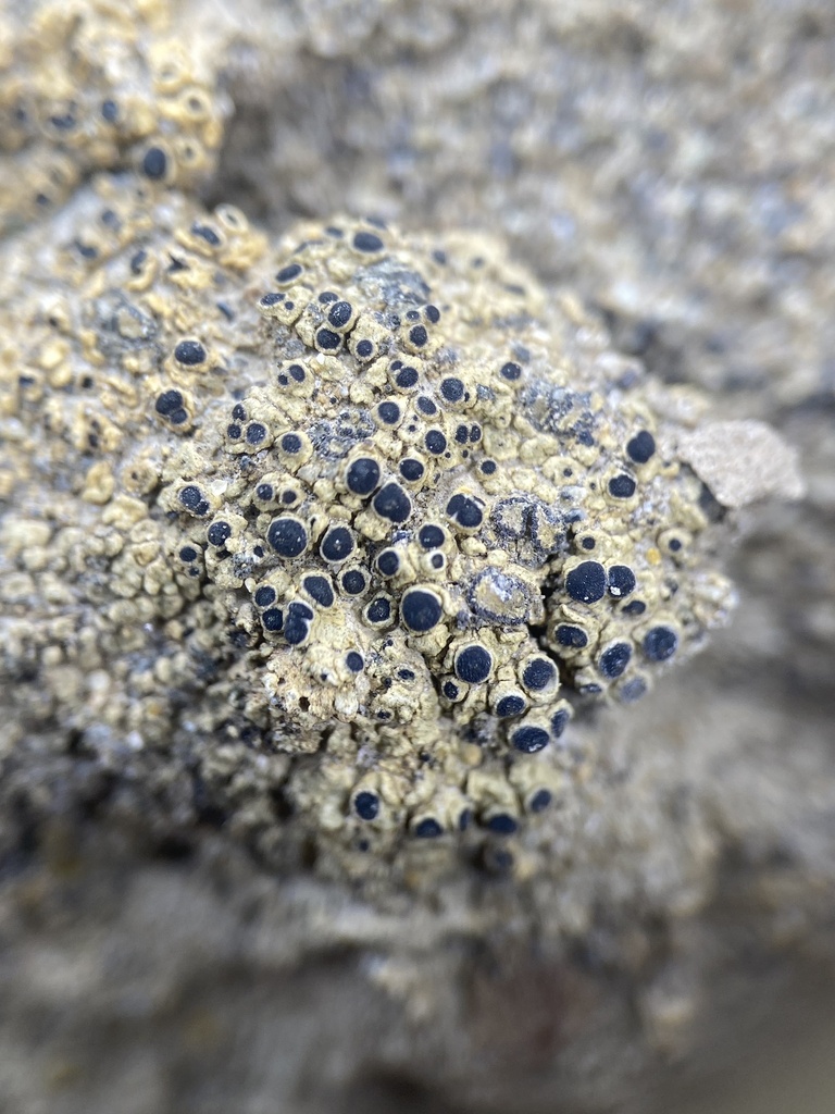 Rinodina lobulata