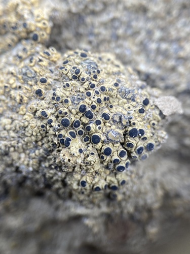 Rinodina lobulata