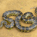 Dark-spotted Anaconda - Photo (c) vincent premel, some rights reserved (CC BY-NC), uploaded by vincent premel