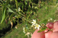 Vincetoxicum hirundinaria