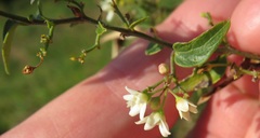 Vincetoxicum hirundinaria