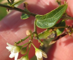 Vincetoxicum hirundinaria