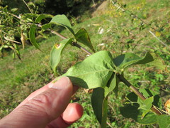 Vincetoxicum hirundinaria