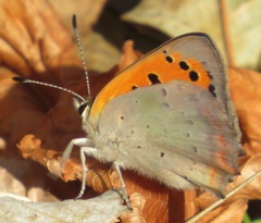 Lycaena phlaeas