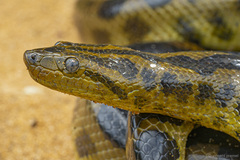 Dark Spotted Anaconda photo 2