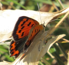 Lycaena phlaeas