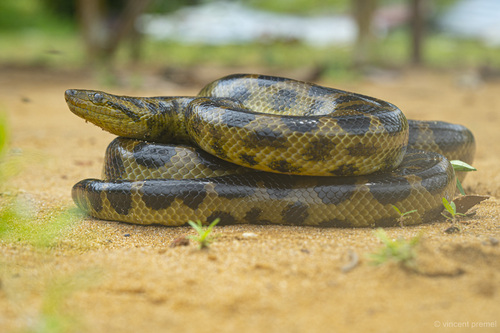 Photo of a Dark Spotted Anaconda (Eunectes deschauenseei)