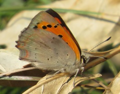 Lycaena phlaeas
