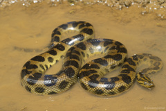 Dark Spotted Anaconda photo 3