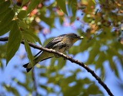 Setophaga coronata