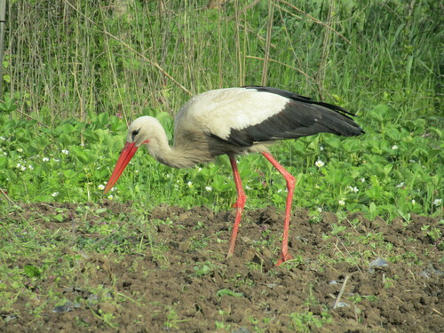 White Stork (Ciconia ciconia), photo 7