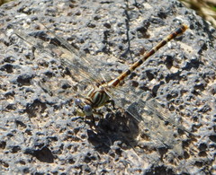 Erpetogomphus lampropeltis