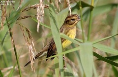 Emberiza aureola