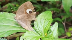 Mycalesis junonia
