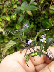 Solanum opacum