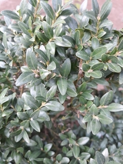 Buxus